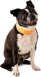 CoolerDog orange reflective dog collar for hot weather safety features