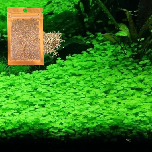 Generic freshwater aquarium dwarf carpet lucky grass front view of packaging.