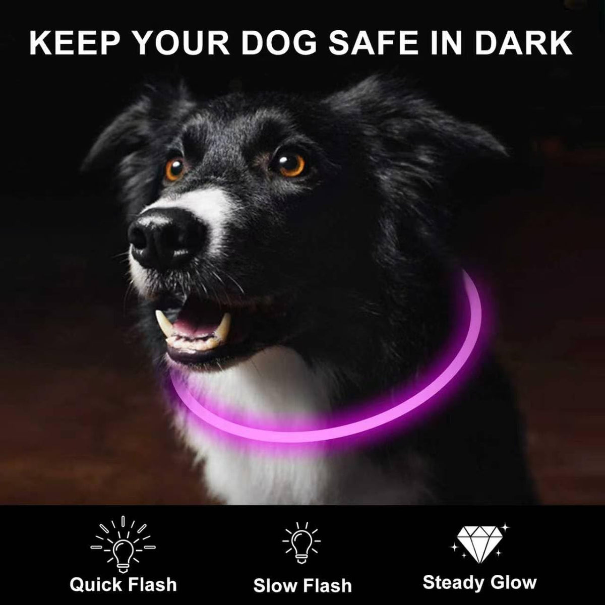 Novkin LED collar glowing in steady mode on a dog