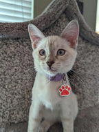 Sparkly pink cat identity tag with clear permanent laser engraved contact details