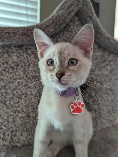 Sparkly pink cat identity tag with clear permanent laser engraved contact details