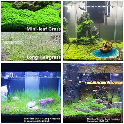 Long hair grass seeds growing alongside small pearl leaf varieties