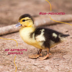 Manna Pro Duck Starter Grower ingredients list on packaging