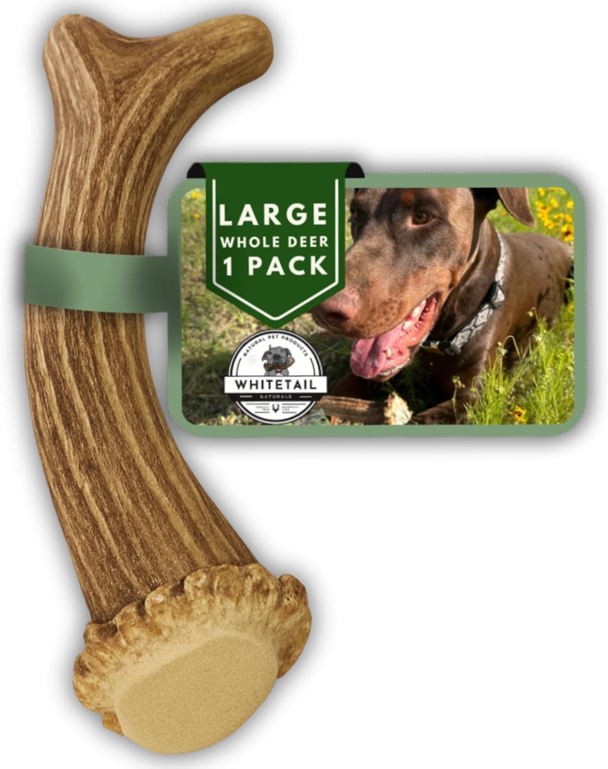 Whitetail Naturals Deer Antler Dog Chews (3 Pack Medium) - Wild Sourced, Naturally Shed Whole Antlers for Dogs - Long Lasting Dog Bones for Power Chewers - Image 10