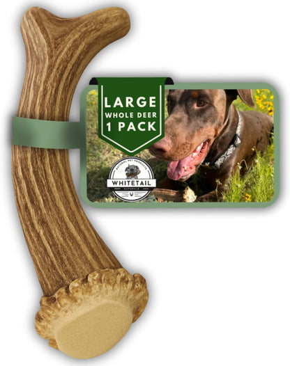 Whitetail Naturals Deer Antler Dog Chews (3 Pack Medium) - Wild Sourced, Naturally Shed Whole Antlers for Dogs - Long Lasting Dog Bones for Power Chewers - Image 10