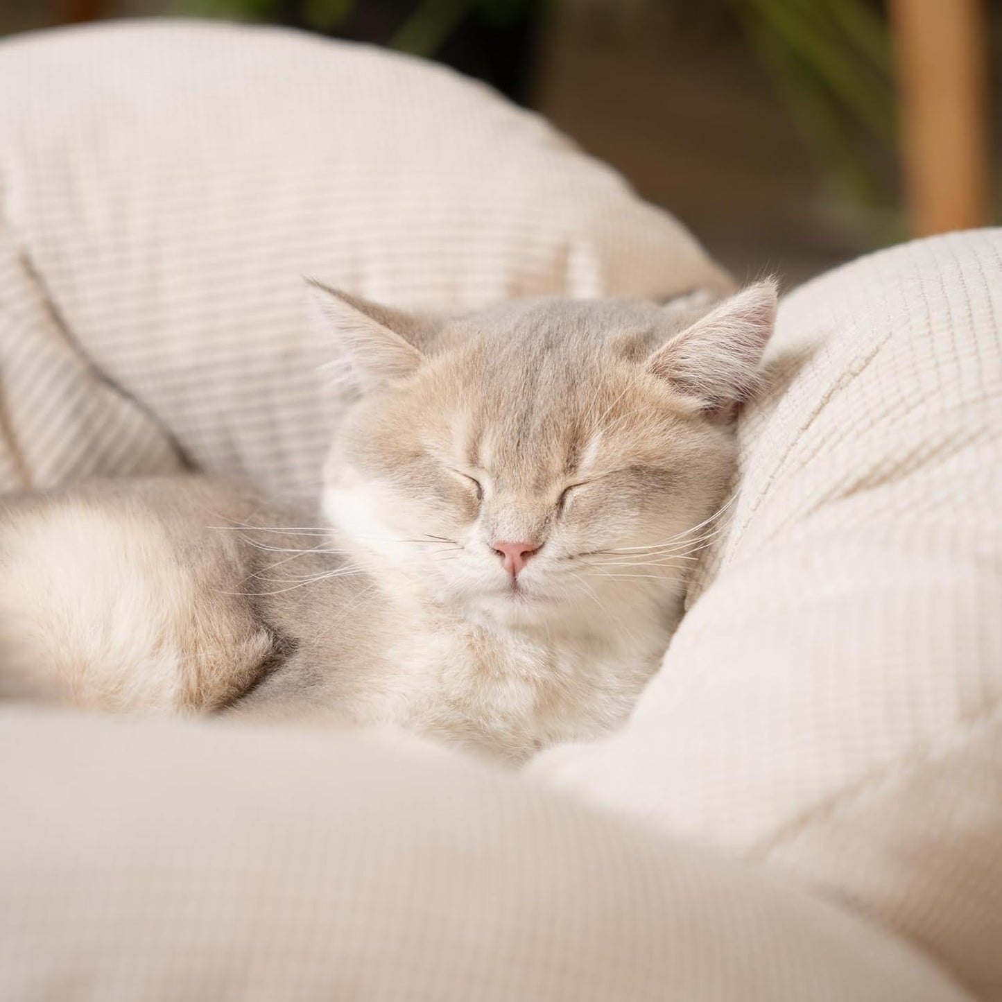 Cheerhome Pets cat bed assembly demonstration