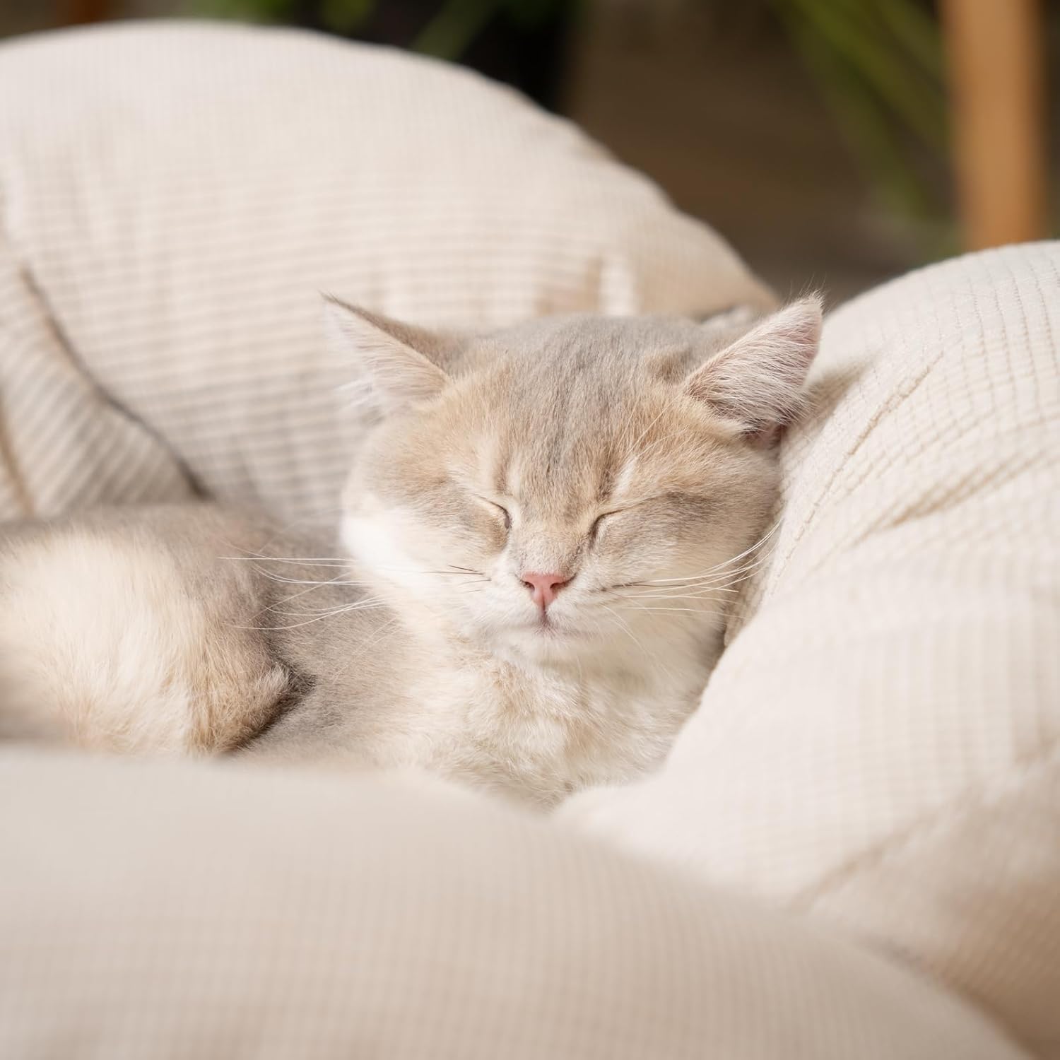 Cheerhome Pets cat bed assembly demonstration