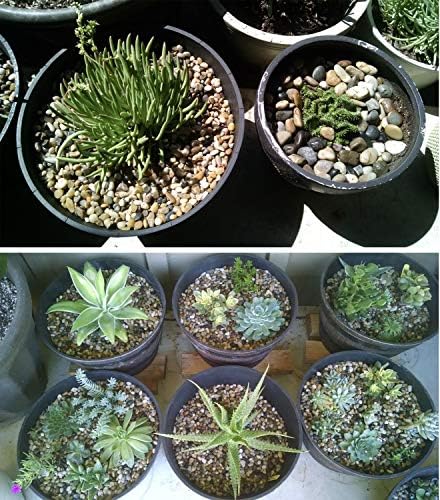 River rock pebbles used as top dressing for indoor plant pots