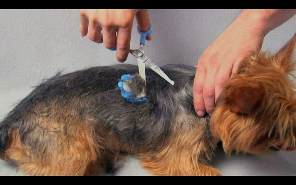 Seventeen piece silent pet hair trimmer kit arranged neatly with its included scissor sharpener and storage bag.