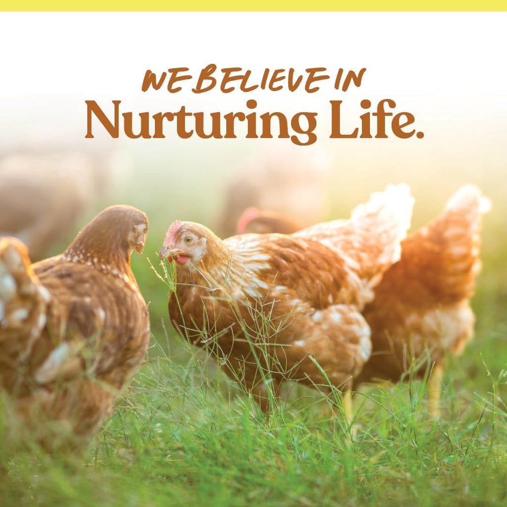 Healthy backyard hens enjoying Manna Pro premium scratch mix