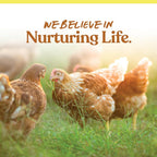 Healthy backyard hens enjoying Manna Pro premium scratch mix