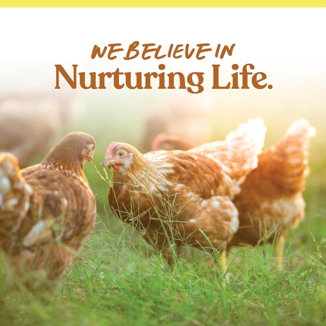 Healthy backyard hens enjoying Manna Pro premium scratch mix