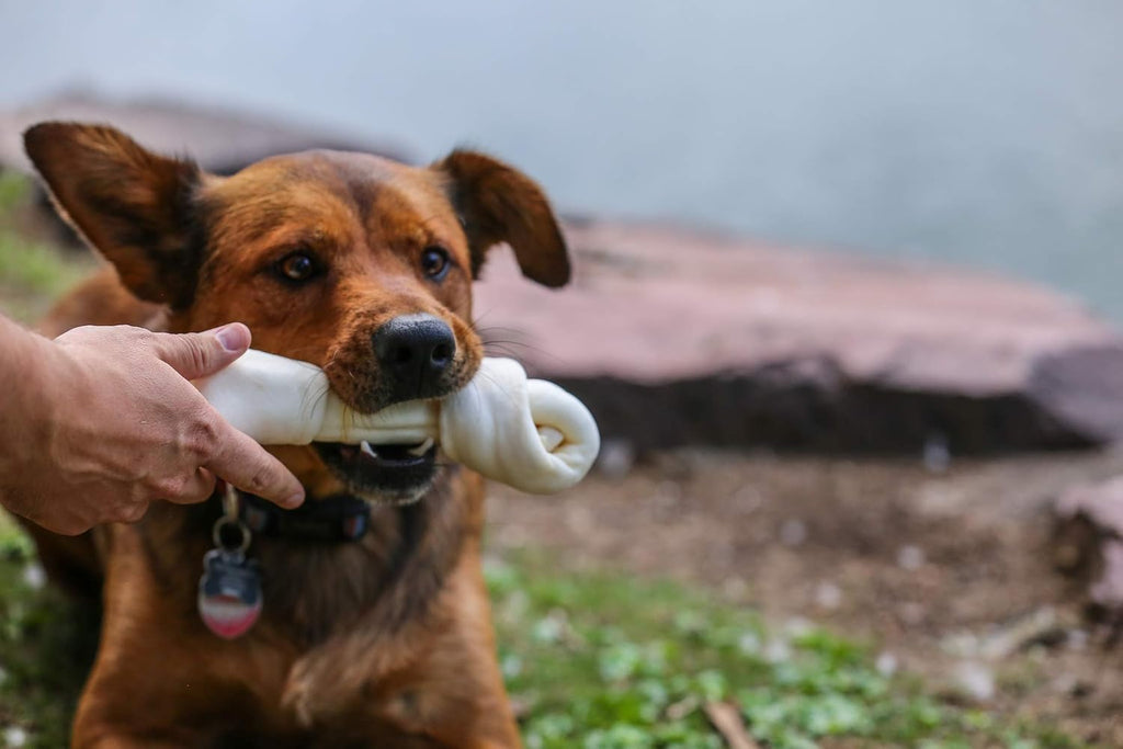 Top Dog Chews Natural Digestible Rawhide Bones dental health treats close up