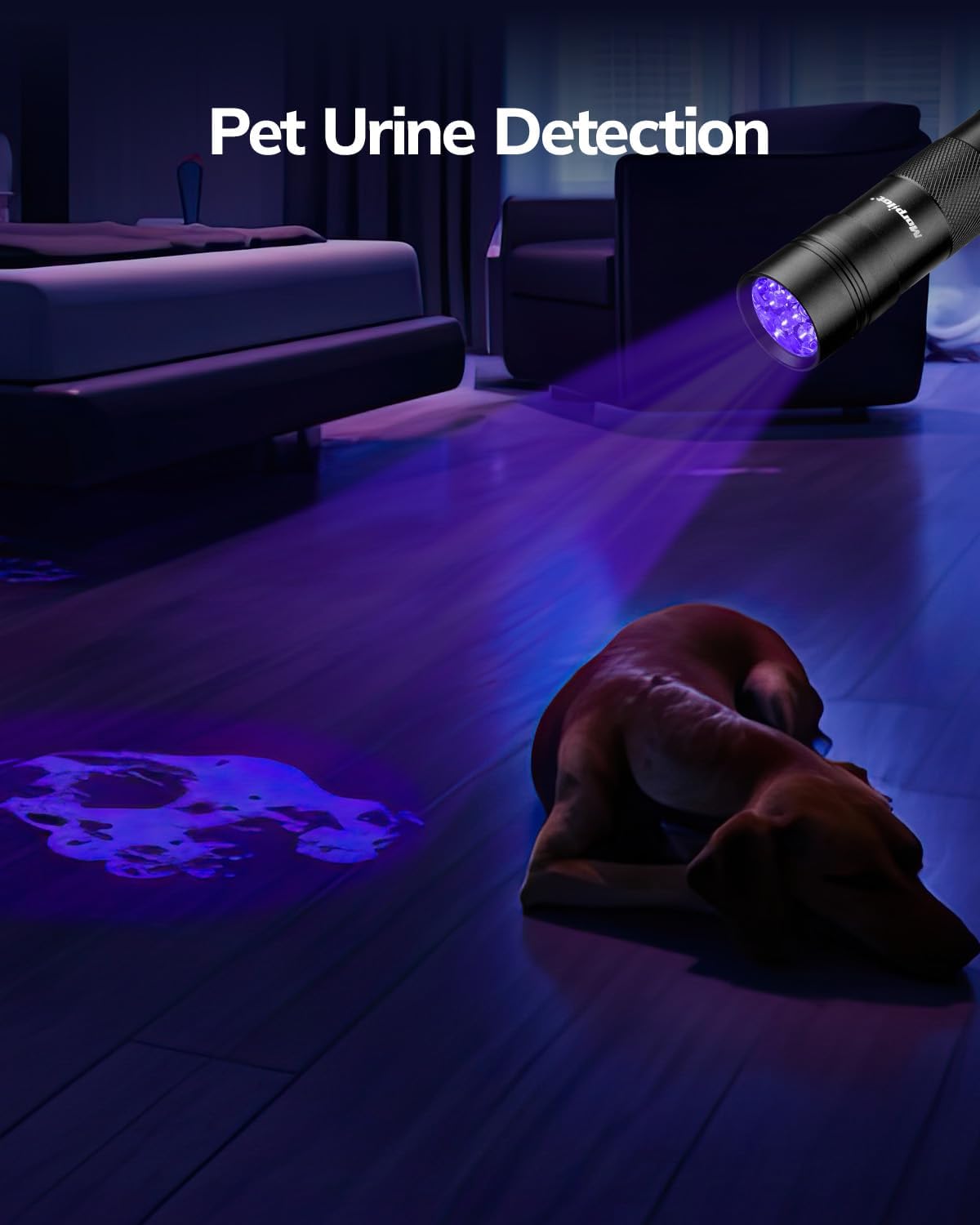 Morpilot 12 LED ultraviolet torch illuminating pet urine stains on a carpet