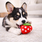 Small puppy playing with soft squeaky food toy