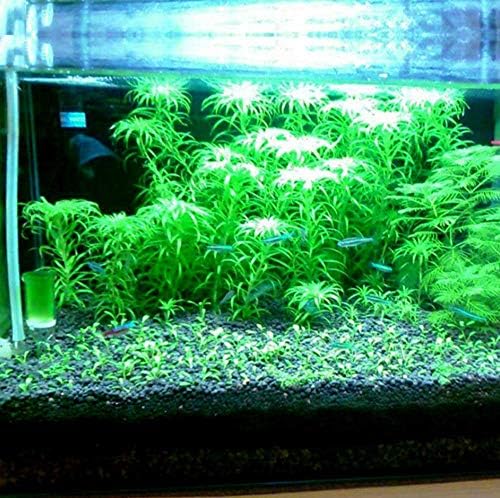Aquatic plant roots growing in volcanic soil
