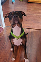 Packaging view of the authentic imported Mycicy reflective loop dog collar for large breeds.