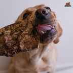 Dog happily chewing on a Redbarn natural beef lung treat
