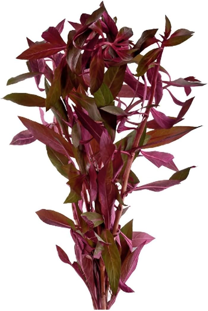 CantonAquatics Ludwigia Repens Dark Red live freshwater aquarium plant front view