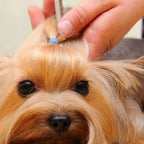 LShun flea comb for removal of fleas and ticks on pets