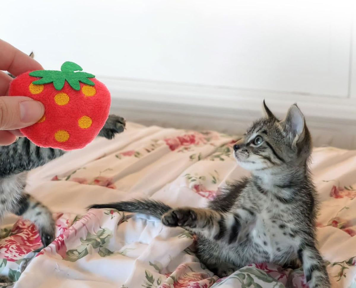Toddmomy interactive strawberry cat plush toys displayed in a complete ten piece set.