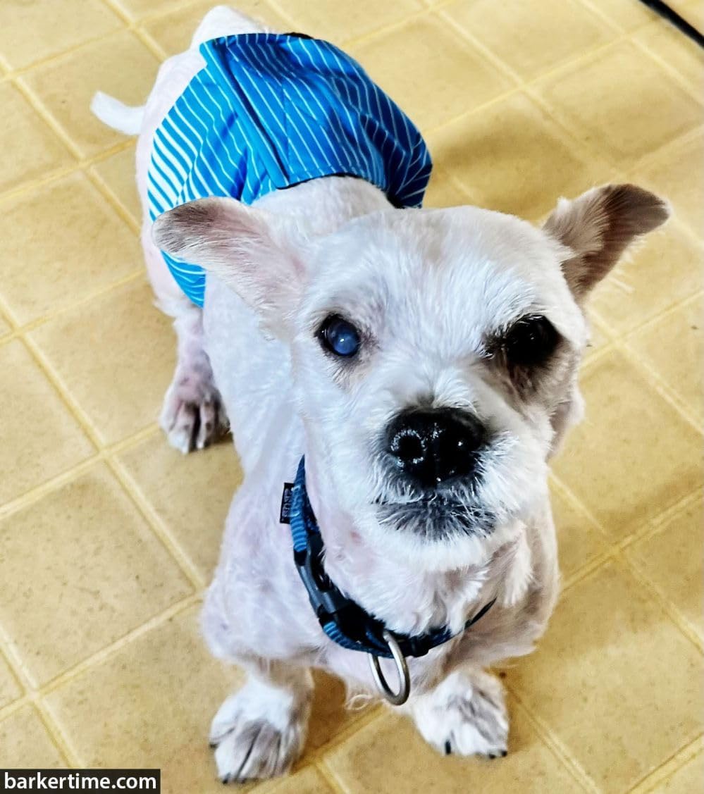 Barkertime male dog diaper wrap adjustable hook and loop closure detail