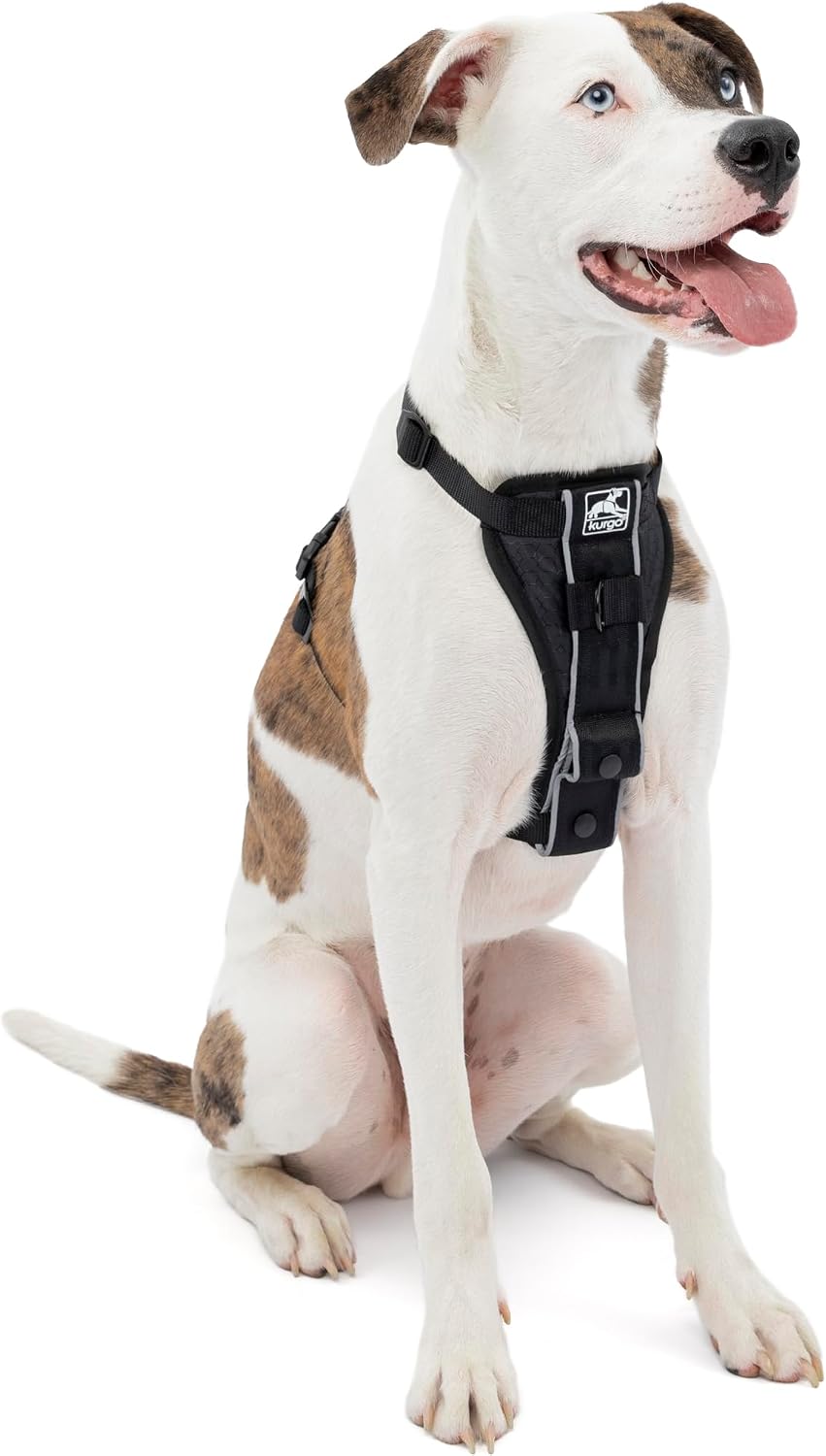 Dog wearing Kurgo Tru-Fit harness during daily walk
