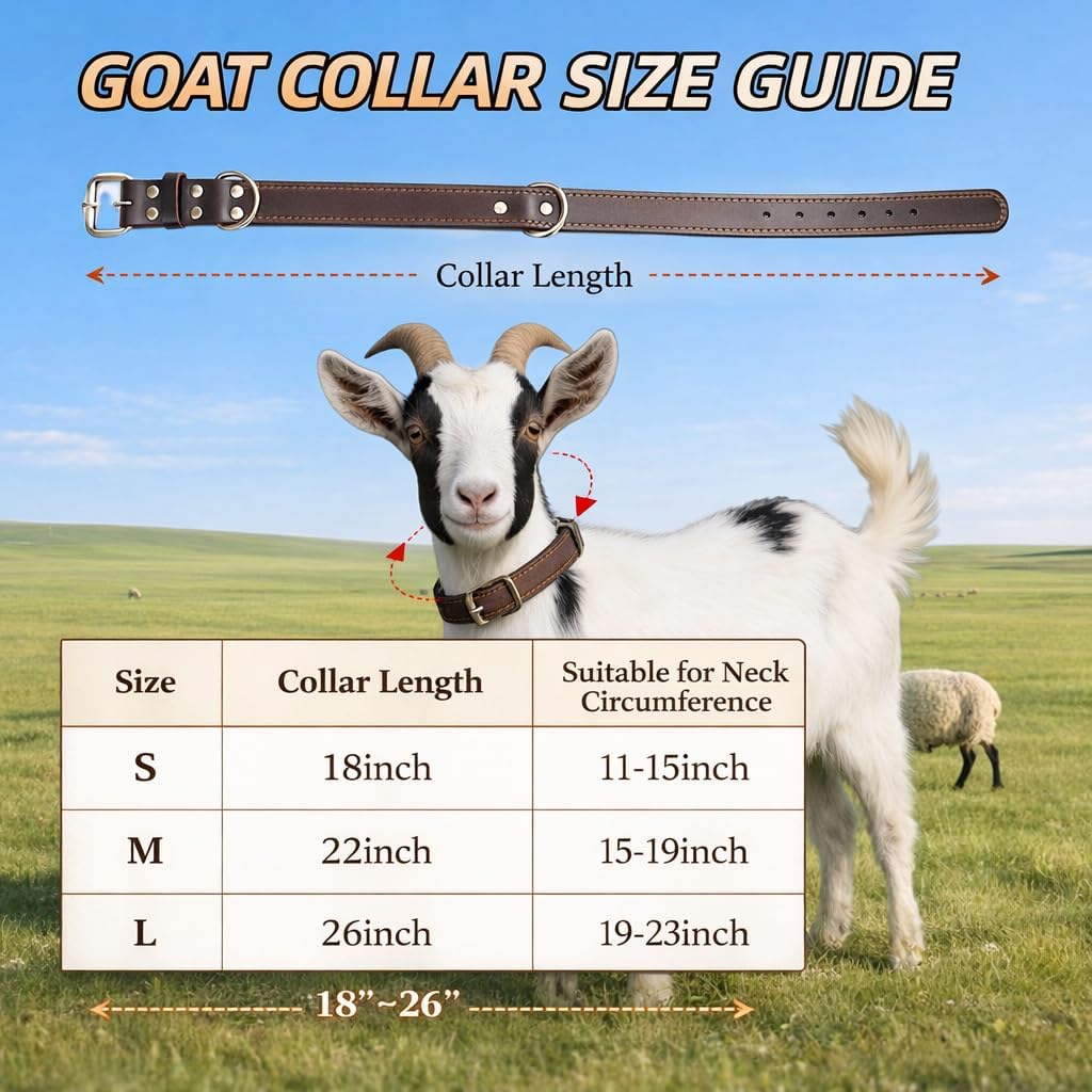Heavy duty metal hardware and double d ring on goat collar