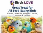 Cockatiel interacting with Birds LOVE healthy seed treat spray