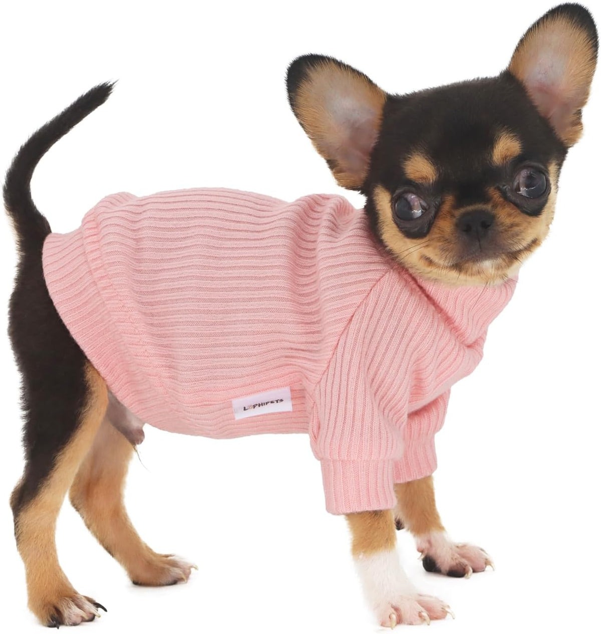 Lophipets small dog turtleneck sweater front view on a chihuahua puppy