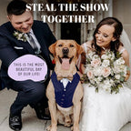 AVERYDAY dog suit and tie costume showing the interchangeable red and silver bowties