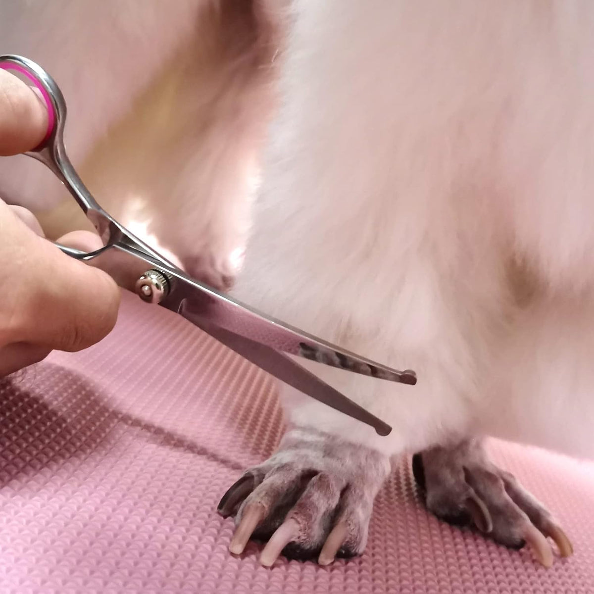 Titanium coated stainless steel pet hair cutting tools for home grooming