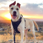 Dog wearing black Rabbitgoo harness outdoors