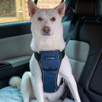 Blue CarSafe dog harness showing chest padding