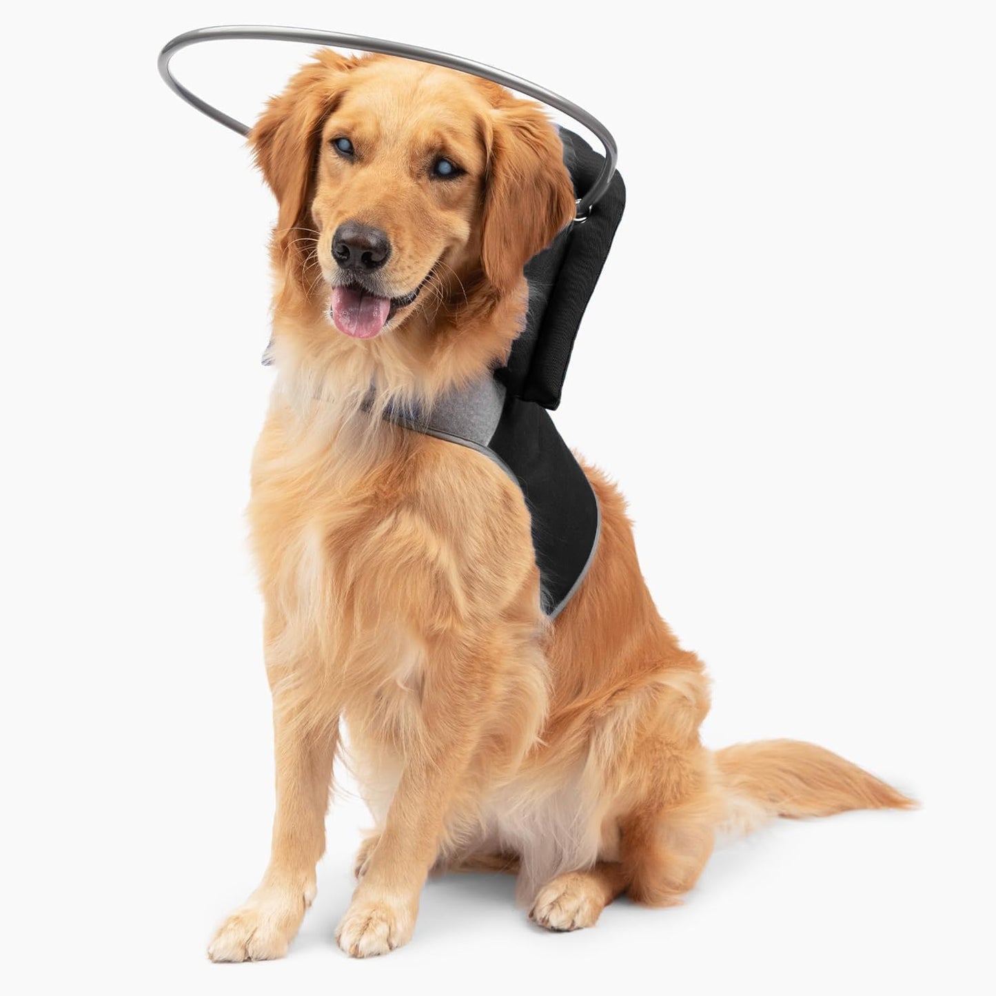 Muffin's Halo Original Blind Dog Halo Harness Size 7 front view on a dog