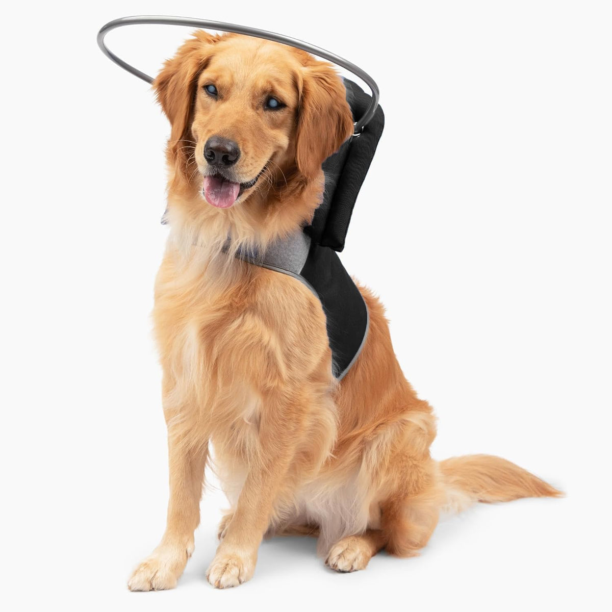 Muffin's Halo(R) - The Original Blind Dog Halo | Harness & Bumper Collar Accessory for Safe Navigation & Confidence - Blue, Size 5 - Image 12