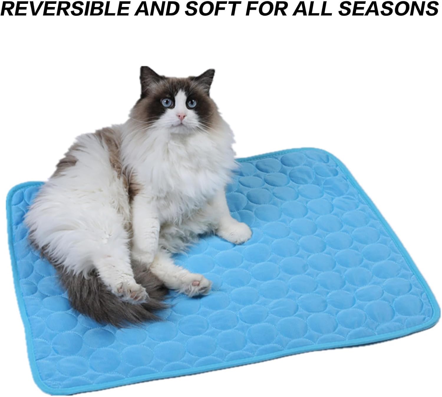 Domestic tabby cat with green eyes lounging comfortably on the light blue cat cooling pad