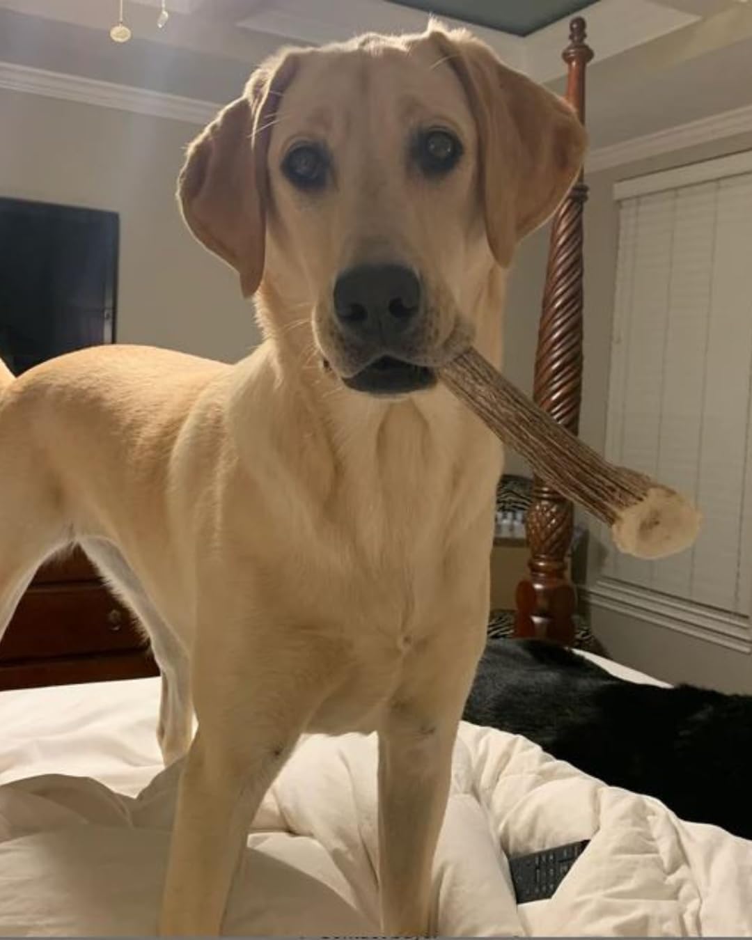 WhiteTail Naturals Deer Antlers for Dogs (1 lb Bulk Pack) Premium Antler Chews for Medium to Large Dogs - Grade A, Wild Sourced & Naturally Shed (Approx. 4-5 Count) - Image 9