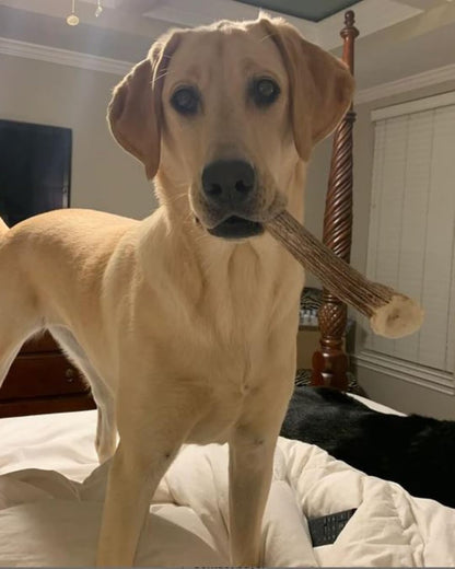 WhiteTail Naturals Deer Antlers for Dogs (1 lb Bulk Pack) Premium Antler Chews for Medium to Large Dogs - Grade A, Wild Sourced & Naturally Shed (Approx. 4-5 Count) - Image 9