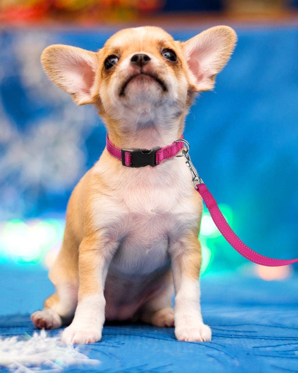 Small dog wearing pink boomiboo reflective collar