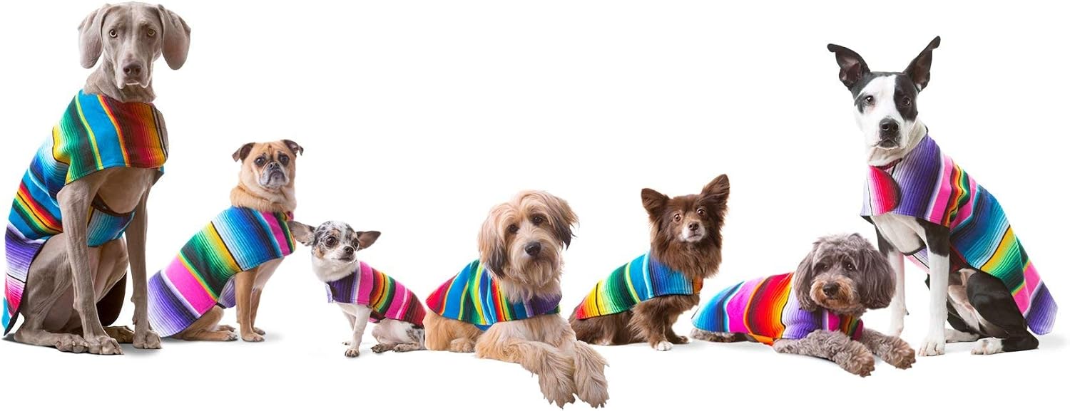 Side profile of dog in authentic Mexican serape poncho