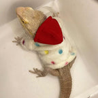 KUNBIUH white lizard costume laid flat displaying hood design