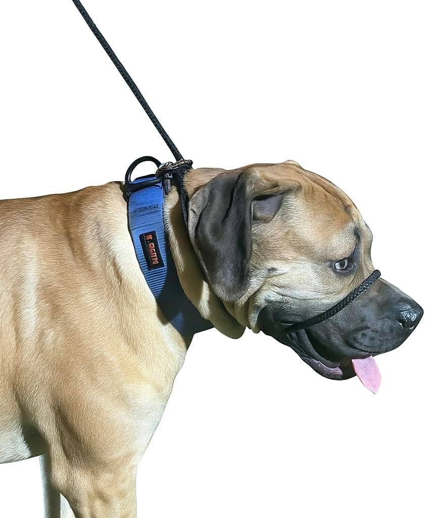 Adjustable buckle detail of dog headcollar