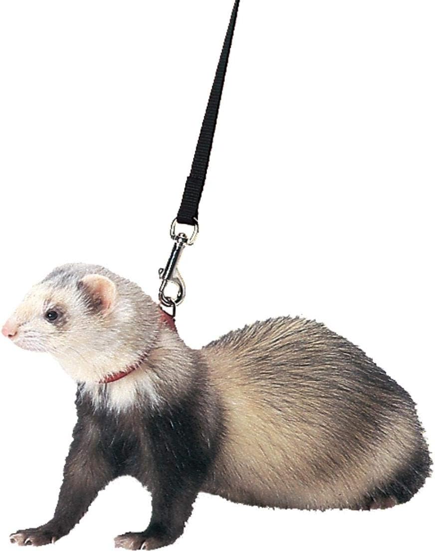Marshall Pet Products Ferret Harness and Lead Set black color front view