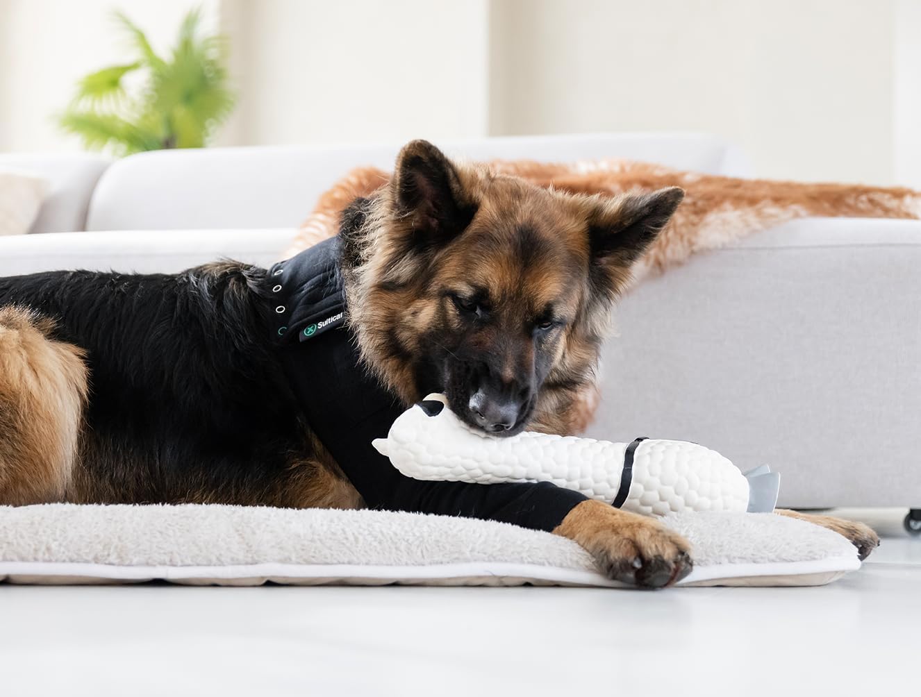 Interchangeable single dog surgical sleeve on front leg