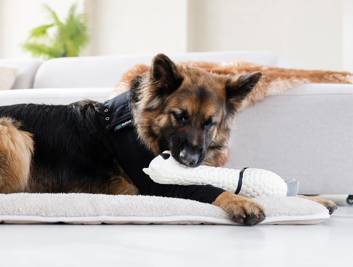 Interchangeable single dog surgical sleeve on front leg