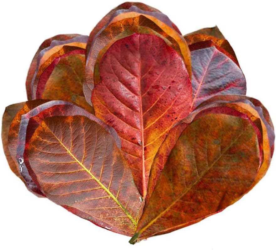 Close up of mini dried Indian almond leaves for terrarium humidity