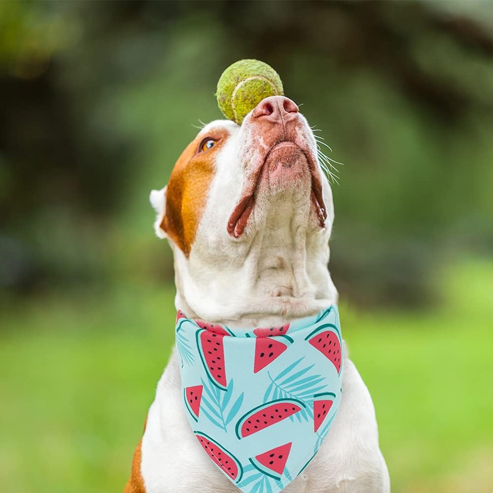 EXPAWLORER authentic imported dog cooling accessories set