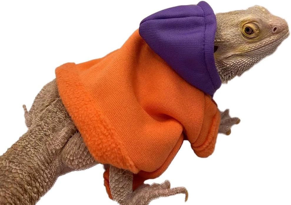 Bearded dragon wearing blue hoodie apparel outdoors