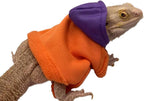Bearded dragon wearing blue hoodie apparel outdoors